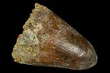 Cretaceous Fossil Crocodile Tooth - Morocco #122463-1